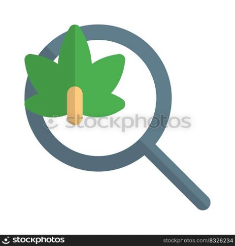 Research cannabis leaf isolated on a white background
