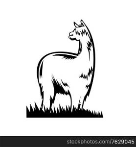 Retro black and white style illustration of a suri alpaca or huacaya one of the two breeds that make up the species vicugna pacos native to south america, viewed from side on isolated background.. Suri Alpaca or Huacaya Side View Retro Black and White