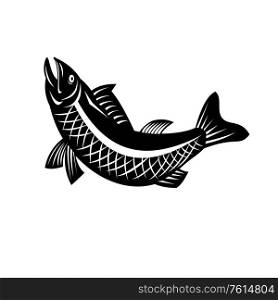 Retro Black and White style illustration of a trout fish jumping viewed from side on isolated background.. Trout Fish Jumping Side View Retro Black and White