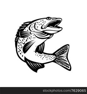 Retro black and white style illustration of a walleye Sander vitreus or yellow pike, a freshwater perciform fish native to Canada and Northern United States viewed from side on isolated background.. Walleye Pikeperch Pickerel or Yellow Pike Jumping Up Retro Black and White