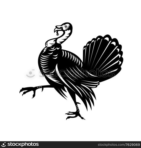 Retro black and white style illustration of a wild turkey, a large bird in the genus Meleagris, which is native to the Americas, marching viewed from side on isolated white background.. Wild Turkey Marching Side View Retro Black and White