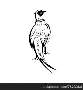 Retro black and white style illustration of ring-necked pheasant or common pheasant phasianus colchicus, a game hunting bird in pheasant family phasianidae, viewed from rear on isolated background.. Ring-Necked Pheasant or Common Pheasant Viewed from Rear Retro Black and White