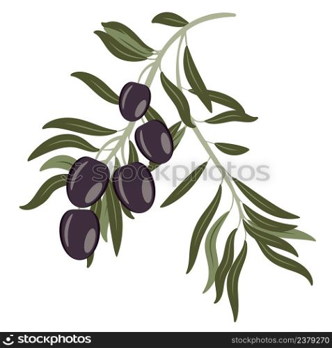 Retro olive tree branch with dark olives illustration.