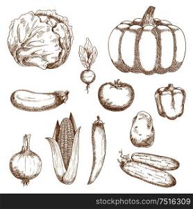 Retro sketches of farm cabbage and tomato, chilli and bell peppers, eggplant and onion, corn and cucumber, beet, pumpkin and potato vegetables. For vegetarian recipe, agriculture or cooking design. Sketches of organic fresh farm vegetables