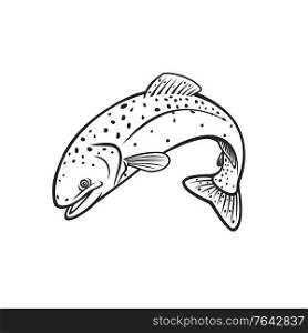 Retro stencil style illustration of steelhead, rainbow trout, Oncorhynchus mykiss, Columbia River redband trout, coastal rainbow trout, a salmonid jumping on isolated background in black and white.. Steelhead Rainbow Trout or Columbia River Redband Trout Jumping Retro Stencil Black and White