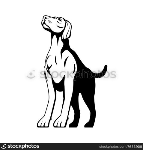 Retro style illustration of a German Shorthaired Pointer, a medium to large sized breed of hunting and gun dog developed in Germany viewed from front on low angle isolated background black and white.. German Shorthaired Pointer Dog Medium to Large Sized Breed of Hunting and Gun Dog Retro Black and White