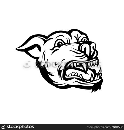 Retro style illustration of a head Pit bull or pitbull, a common name for a type of dog descended from bulldogs and terriers,angry and barking on isolated background done in black and white.. Head of Angry Pit Bull or Pitbull Barking Retro Black and White