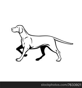 Retro style illustration of a Hungarian or Magyar Vizsla pointer dog, a sporting or hunting dog and loyal companion, walking stalking viewed from side on isolated background done in black and white.. Hungarian or Magyar Vizsla Pointer Dog Walking Stalking Side View Retro Black and White