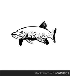 Retro style illustration of a northern pike, lakes pike, great northern pike or jackfish, a species of carnivorous fish of genus Esox swimming on isolated background done in black and white.. Northern Pike Lakes Pike or Jackfish Swimming Retro Black and White