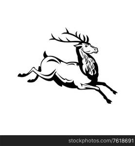 Retro style illustration of a red deer stag (Cervus elaphus), one of the largest deer species, running and jumping viewed from side on isolated background in black and white.. Red Deer Stag Running and Jumping Side View Retro Black and White