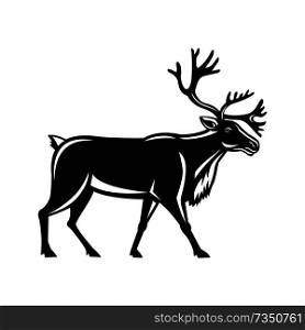 Retro style illustration of a reindeer, also known as the caribou in North America, walking viewed from side on isolated background.. Caribou Walking Side Retro