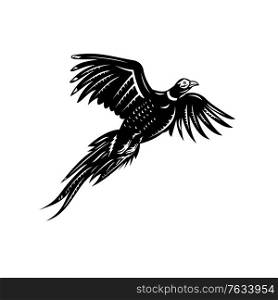 Retro style illustration of a ring-necked pheasant or common pheasant, a game bird flying viewed from low angle on isolated background done in black and white style.. Ring-Necked Pheasant Flying Retro Black and White