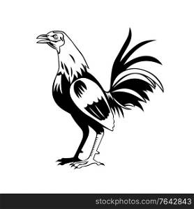 Retro style illustration of a rooster or cockerel, a male gallinaceous bird, with cockerel being younger and rooster being an adult male chicken, crowing on isolated done in black and white.. Rooster or Cockerel a Male Gallinaceous Bird Crowing Standing Side View Retro Black and White