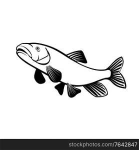 Retro style illustration of a shortnose sucker, a rare species of fish in the family Catostomidae, the suckers, native to Oregon and California jumping on isolated background done in black and white.. Shortnose Sucker Jumping Up Retro Black and White