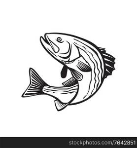 Retro style illustration of a striped bass, Morone saxatilis, Atlantic striped bass, striper, linesider, rock or rockfish, an anadromous perciform fish jumping up isolated done in black and white.. Striped Bass Morone Saxatilis, Atlantic Striped Bass Striper Linesider or Rockfish Jumping Up Retro Black and White