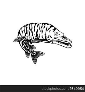 Retro style illustration of a tiger muskellunge, Esox masquinongy, tiger muskie, a carnivorous fish hybrid offspring of true muskellunge and northern pike on isolated background in black and white.. Tiger Muskellunge Esox Masquinongy Tiger Muskie Carnivorous Fish Retro Black and White