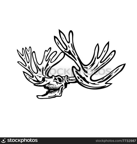 Retro style illustration of caribou, Rangifer tarandus or reindeer skull skeleton roaring viewed from side on isolated background done in black and white.. Caribou or Reindeer Skull Skeleton Roaring Side View Retro Style Black and White