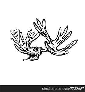 Retro style illustration of caribou, Rangifer tarandus or reindeer skull skeleton roaring viewed from side on isolated background done in black and white.. Caribou or Reindeer Skull Skeleton Roaring Side View Retro Style Black and White