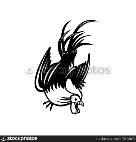 Retro style illustration of junglefowl, jungle fowl, cockerel or rooster in fighting stance viewed from low angle on isolated background in black and white.. Junglefowl Cockerel or Rooster in Fighting Stance Retro Black and White