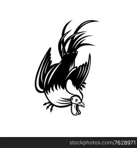 Retro style illustration of junglefowl, jungle fowl, cockerel or rooster in fighting stance viewed from low angle on isolated background in black and white.. Junglefowl Cockerel or Rooster in Fighting Stance Retro Black and White