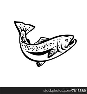 Retro style illustration of rainbow trout (Oncorhynchus mykiss), a species of salmonid native to cold-water tributaries of the Pacific Ocean jumping up on isolated black and white background.. Speckled Trout Spotted Seatrout or Cynoscion Nebulosus Jumping Up Retro Black and White