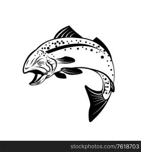 Retro style illustration of speckled trout, spotted seatrout, or Cynoscion nebulosus, a common estuarine fish jumping up on isolated black and white background.. Speckled Trout Spotted Seatrout or Cynoscion Nebulosus Jumping Up Retro Black and White
