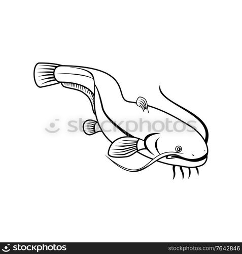 Retro style illustration of wels catfish also called sheatfish, a species of large catfish native to wide areas of central, southern and eastern Europe on isolated background done in black and white.. Sheatfish or Wels Catfish Swimming Down Retro Black and White