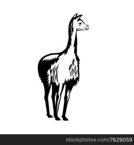 Retro woodcut black and white style illustration of a vicuna or vicugna, a wild South American camelids which live in the high alpine areas of the Andes viewed from front on isolated background.. Vicuna or Vicugna Front View Retro Woodcut Black and White