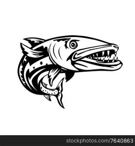 Retro woodcut style illustration of a barracuda or Sphyraena barracuda, a large, predatory saltwater ray-finned fish of the genus Sphyraenapredatory, swimming up from front on isolated background done in black and white.. Barracuda or Sphyraena Barracuda Swimming Up Woodcut Retro Black and White