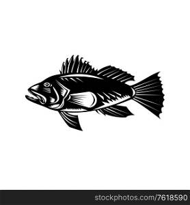Retro woodcut style illustration of a black sea bass (Centropristis striata), an exclusively marine grouper viewed from side set in circle on isolated background done in black and white.. Black Sea Bass or Asian Sea Bass Side View Retro Woodcut Black and White
