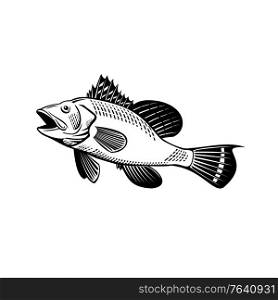Retro woodcut style illustration of a black sea bass Centropristis striata, an exclusively marine grouper, swimming up viewed from side on isolated background in black and white.. Black Sea Bass Centropristis Striata Swimming Up Side Retro Woodcut Black and White