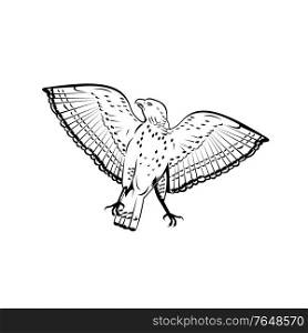 Retro woodcut style illustration of a broad-winged hawk, a small hawk of the genus Buteo, flying viewed from front on isolated background done in black and white.. Broad-Winged Hawk Flying Front View Retro Woodcut Black and White Style