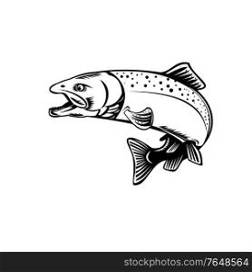 Retro woodcut style illustration of a Chinook salmon, Oncorhynchus tshawytscha, Quinnat salmon, king salmon, chrome hog or Tyee, jumping side view on isolated background done in black and white.. Chinook Salmon Oncorhynchus Tshawytscha Quinnat Salmon King Salmon or Chrome Hog Retro Woodcut Black and White