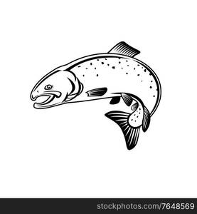 Retro woodcut style illustration of a coho salmon, oncorhynchus kisutch, silver salmon or silvers, a species of anadromous fish jumping up viewed from side on isolated background in black and white.. Coho Salmon Oncorhynchus Kisutch Silver Salmon or Silvers Jumping Up Retro Woodcut Black and White