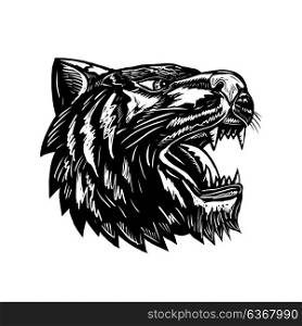 Retro woodcut style illustration of a growling tiger head viewed from side done in black and white on isolated background.. Growling Tiger Woodcut Black and White