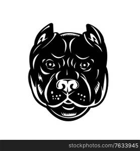 Retro woodcut style illustration of a head of a pit bull, a type of dog descended from bulldogs and terriers, viewed from front on isolated background done in black and white.. Head of Pit Bull or Pitbull Front View Retro Woodcut Black and White