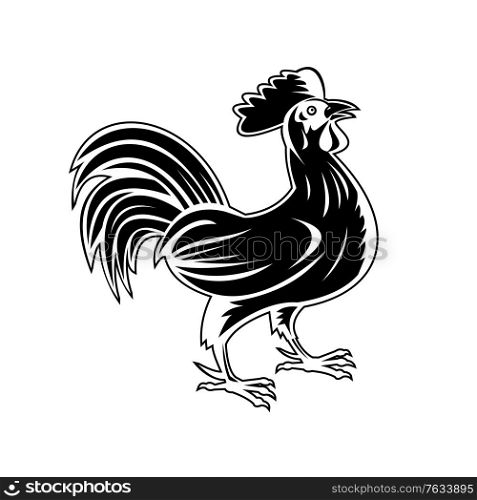Retro woodcut style illustration of a rooster, jungle fowl or cockerel, an adult male chicken Gallus gallus domesticus, looking up viewed from side on isolated background done in black and white... Rooster Jungle Fowl or Cockerel Looking Up Side View Retro Woodcut Black and White