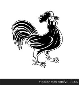 Retro woodcut style illustration of a rooster, jungle fowl or cockerel, an adult male chicken Gallus gallus domesticus, looking up viewed from side on isolated background done in black and white... Rooster Jungle Fowl or Cockerel Looking Up Side View Retro Woodcut Black and White