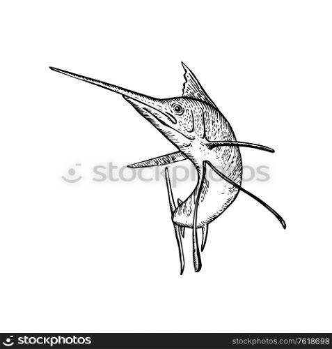 Retro woodcut style illustration of a sailfish, a fish of the genus Istiophorus of billfish living in colder sea areas, jumping up viewed from front on isolated background done in black and white.. Sailfish Jumping Up Woodcut Retro Black and White