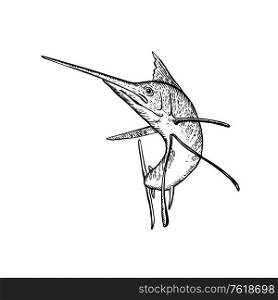 Retro woodcut style illustration of a sailfish, a fish of the genus Istiophorus of billfish living in colder sea areas, jumping up viewed from front on isolated background done in black and white.. Sailfish Jumping Up Woodcut Retro Black and White