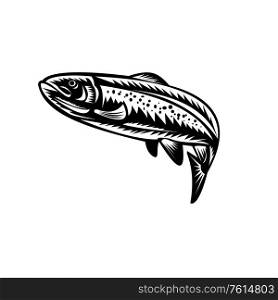 Retro woodcut style illustration of a Spotted Trout Fish Jumping on isolated background done in black and white.. Spotted Trout Fish Jumping Woodcut Retro Black and White
