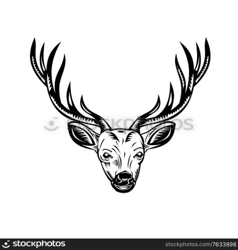 Retro woodcut style illustration of a stag, buck or deer hunter with hunting rifle viewed from front on isolated background done in black and white.. Head of Stag Buck or Deer Front View Retro Woodcut Black and White