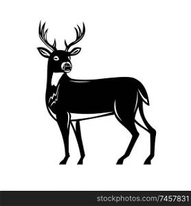 Retro woodcut style illustration of a white-tailed buck deer, whitetail or Virginia deer, a medium-sized deer native to North and South America side view on isolated background done black and white.. Whitetail Deer Side View Woodcut