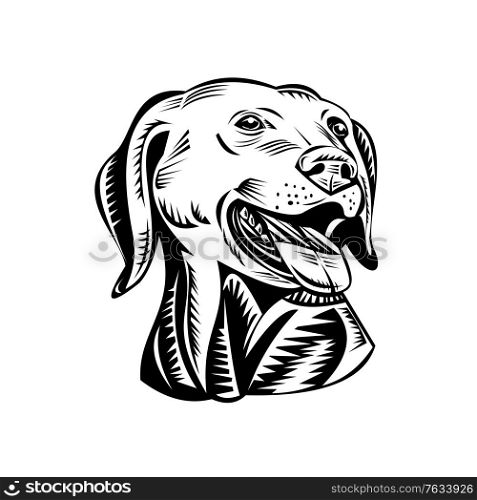 Retro woodcut style illustration of head of a Labrador Retriever, Labrador or Lab, a medium-large breed of retriever-gun dog, viewed from front on isolated background done in black and white.. Head of a Labrador Retriever Gun Dog Retro Woodcut Black and White