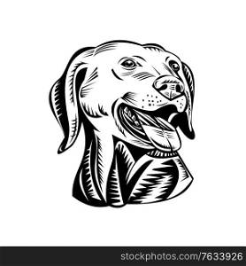 Retro woodcut style illustration of head of a Labrador Retriever, Labrador or Lab, a medium-large breed of retriever-gun dog, viewed from front on isolated background done in black and white.. Head of a Labrador Retriever Gun Dog Retro Woodcut Black and White