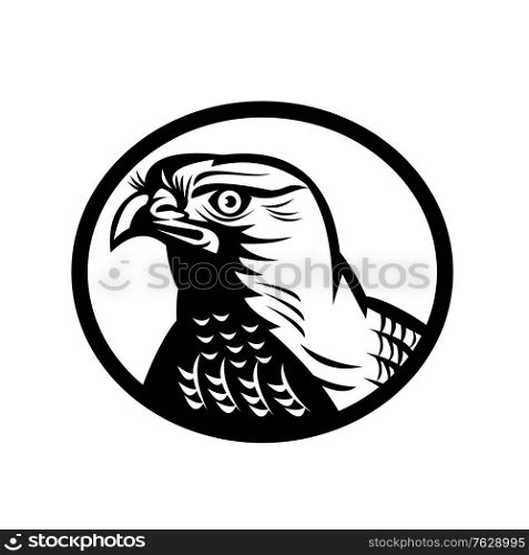 Retro woodcut style illustration of head of a northern goshawk, a medium-large diurnal raptor in the family Accipitridae, set in circle on isolated background done in black and white.. Head of a Northern Goshawk a Medium-Large Diurnal Raptor Oval Retro Woodcut Black and White