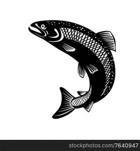 Retro woodcut style illustration of rainbow trout, Oncorhynchus mykiss, steelhead, Columbia River redband trout, coastal rainbow trout, a species of salmonid on isolated background in black and white.. Rainbow Trout Oncorhynchus Mykiss Steelhead Columbia River Redband Trout Jumping Retro Woodcut Black and White