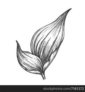 Rhapis Robusta Tropical Leaf Hand Drawn Vector. Decorative Jungle Floral Frond Leaf. Element Of Beautiful Nature Botanical Tree Herb Designed In Retro Style Black And White Illustration. Rhapis Robusta Tropical Leaf Hand Drawn Vector