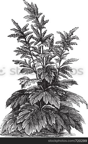 Rheum officinale, vintage engraving. Old engraved illustration of Rheum officinale.