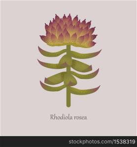 Rhodiola Rosea or golden root medicinal herbs plant. Rhodiola rosea with flower and leaves on a gray background.. Rhodiola Rosea or golden root medicinal herbs plant.